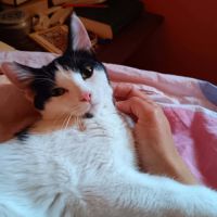 Mishima, adorable chaton à l'adoption #6