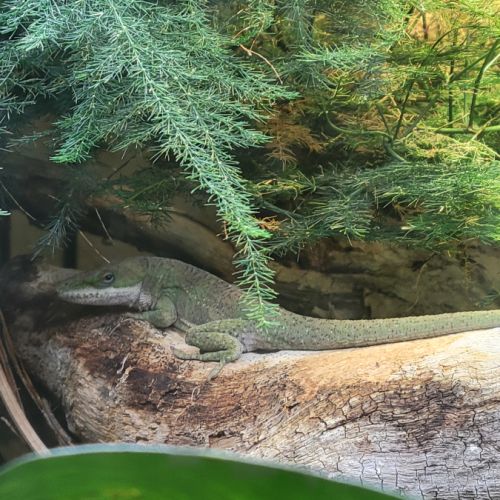 Anolis carolinensis a céder #1