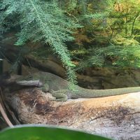 Anolis carolinensis a céder #1