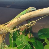 Anolis carolinensis a céder