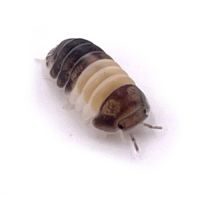 Isopodes diverses