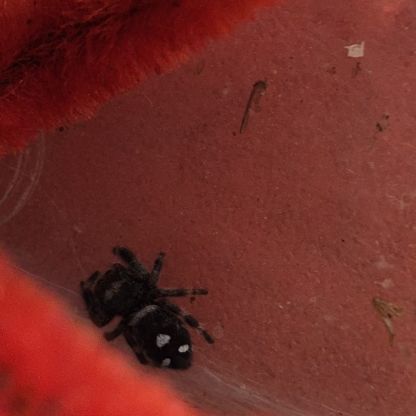 Phidippus floride lot 3 avec terrariums #2