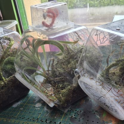 Phidippus floride lot 3 avec terrariums #3