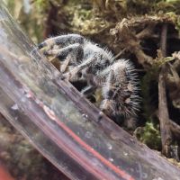 Phidippus floride lot 3 avec terrariums