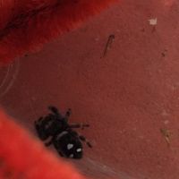 Phidippus floride lot 3 avec terrariums #2