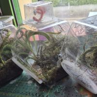 Phidippus floride lot 3 avec terrariums #3
