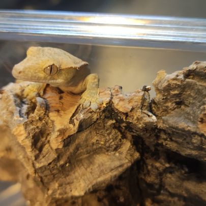 Gecko à crête