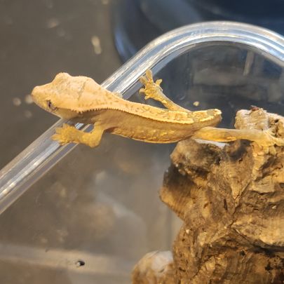 Gecko à crête #2