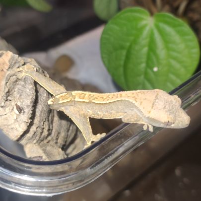 Gecko à crête #3