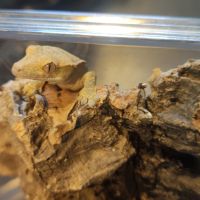 Gecko à crête