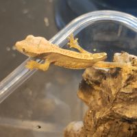 Gecko à crête #2