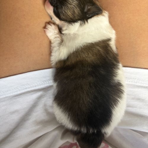 Chiot spitz nain #1