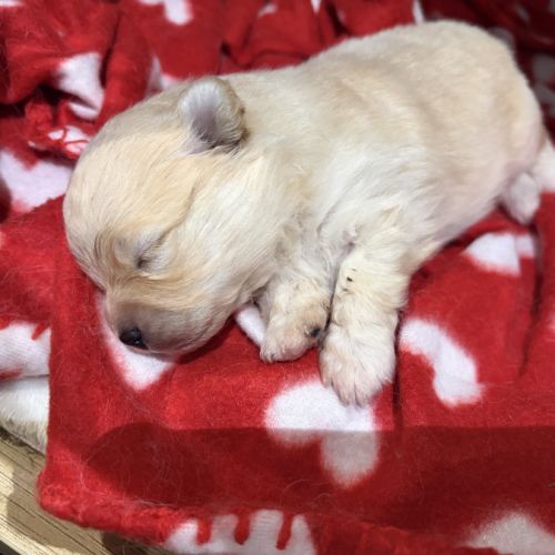 Chiot spitz nain