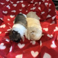 Chiot spitz nain #2