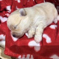 Chiot spitz nain