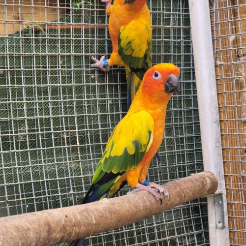 Couple de conure soleil