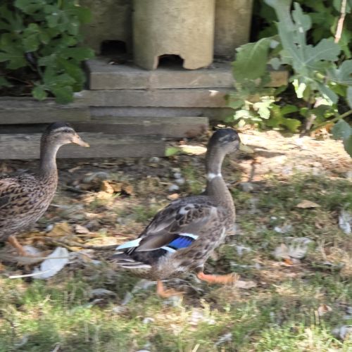 Jeune canard #1
