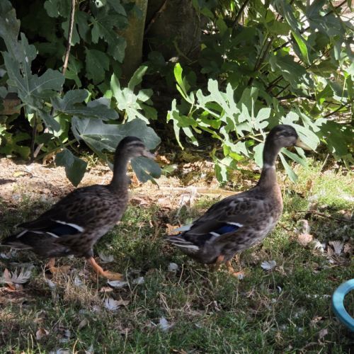 Jeune canard #0