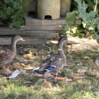 Jeune canard #1