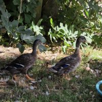 Jeune canard