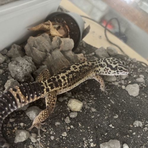 Gecko léopard black night