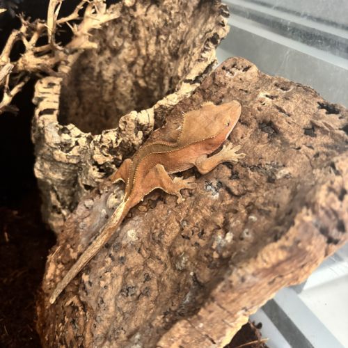 Ciliatus red het axanthic