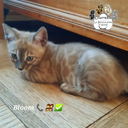 Bengal chatons mâles loof #1