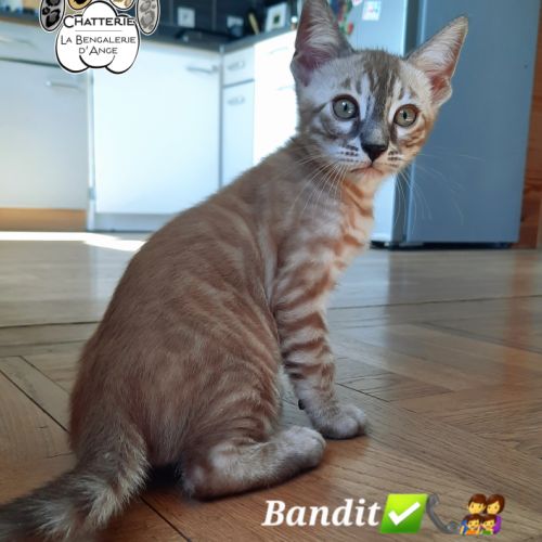 Bengal chatons mâles loof #3