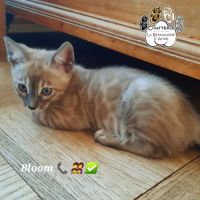 Bengal chatons mâles loof #1
