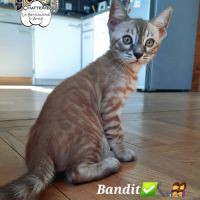 Bengal chatons mâles loof #3