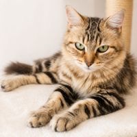 Fifi - adorable femelle