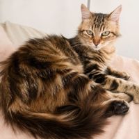 Fifi - adorable femelle #3