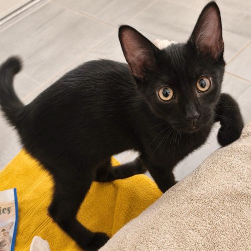 Orion - jeune chaton #1