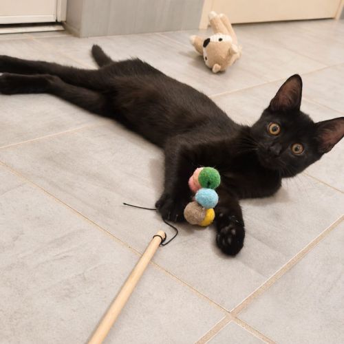 Orion - jeune chaton #2