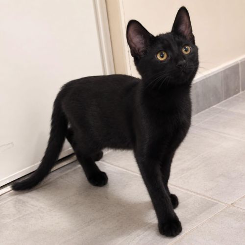 Orion - jeune chaton #4