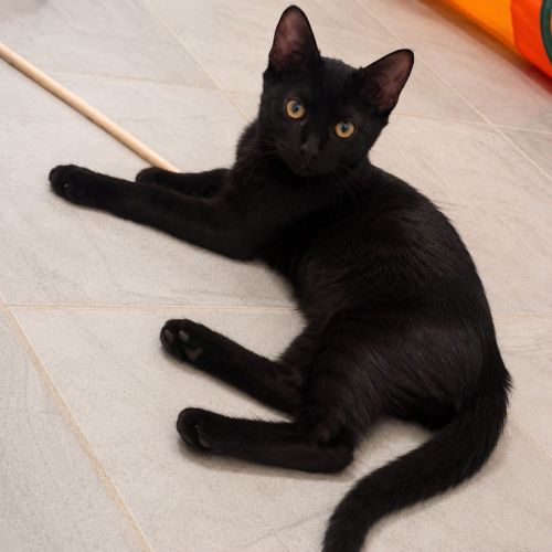 Orion - jeune chaton #5