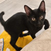 Orion - jeune chaton #1