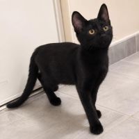 Orion - jeune chaton #4