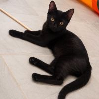 Orion - jeune chaton #5