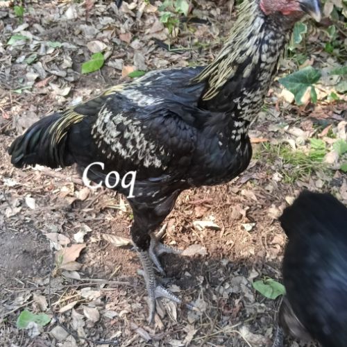 Poule et coq aseel