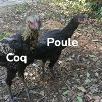 Poule et coq aseel #1