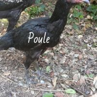 Poule et coq aseel #3