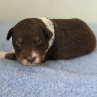 Chiots berger australien lof #3