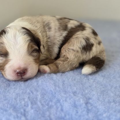 Chiots berger australien lof #4