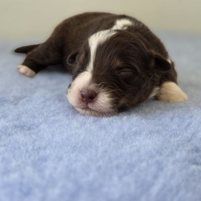 Chiots berger australien lof #5