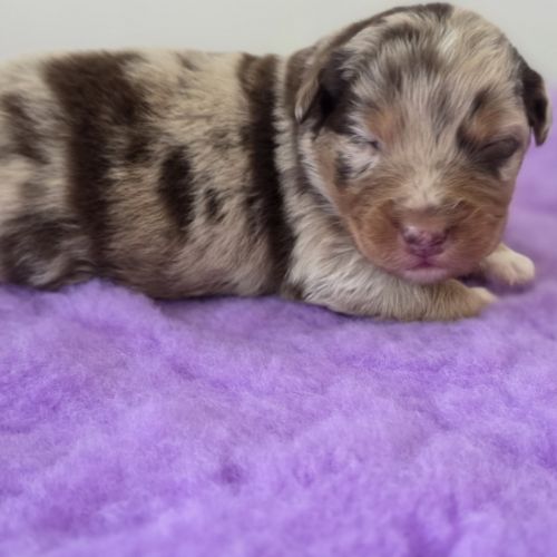 Chiots berger australien lof #6