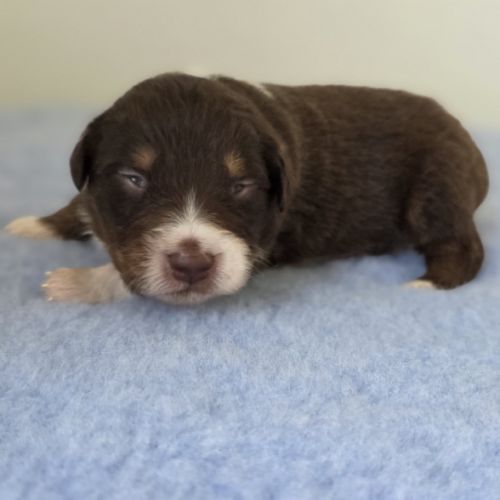 Chiots berger australien lof #8