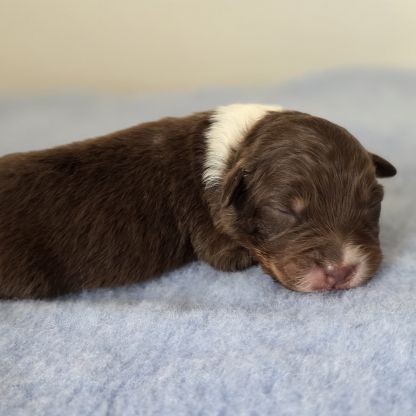 Chiots berger australien lof #9