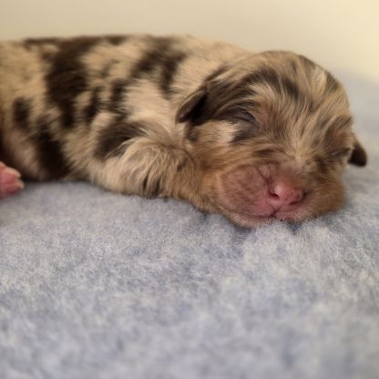 Chiots berger australien lof #10