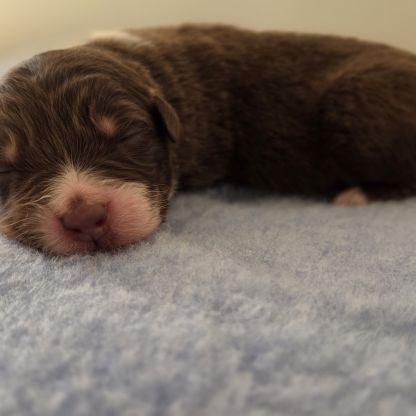 Chiots berger australien lof #11